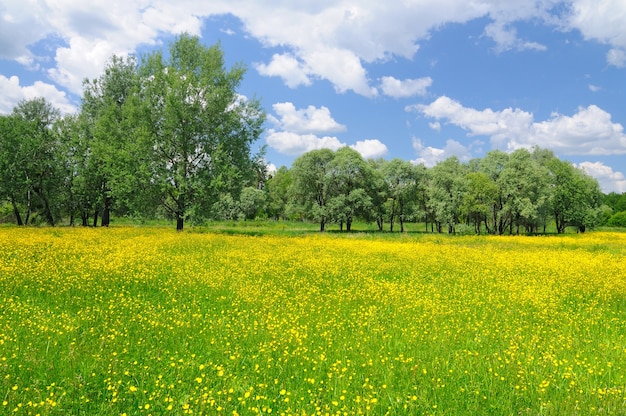 晴れた晴れた日に明るい黄色の花と青い空が上に咲く春の自然の風景 自然な背景と壁紙 プレミアム写真