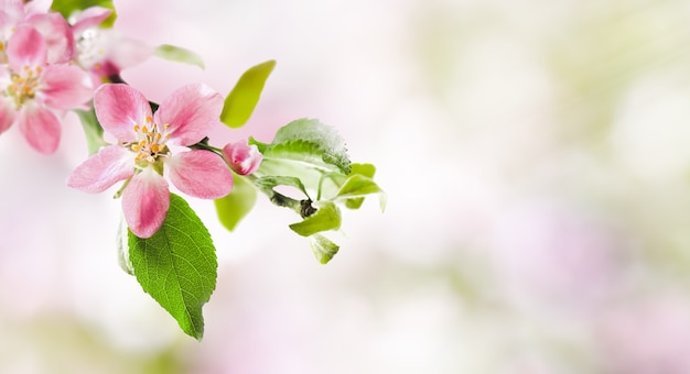 Premium Photo | Spring pink apple blossoms on abstract blurred nature ...