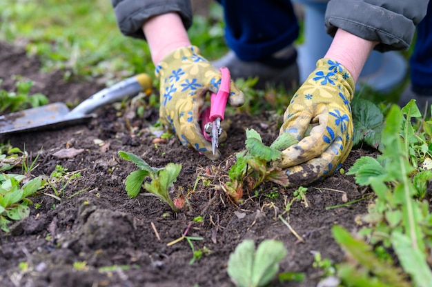 Premium Photo | Spring pruning and weeding of strawberry bushes. women ...