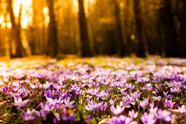 Premium Photo | Spring saffron and grass carpet in the park. beautiful ...