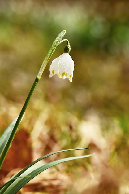 Premium Photo | Spring snowflakes flowers. ( leucojum vernum carpaticum ...