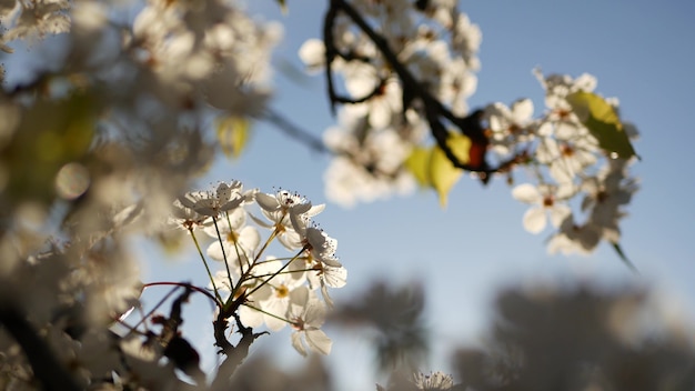 桜 カリフォルニア 米国の春の白い花 梨 リンゴ アプリコットの桜の花 プレミアム写真