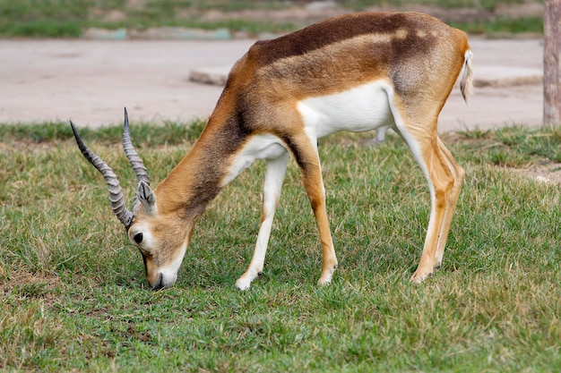 springbok-eating-flickr-photo-sharing