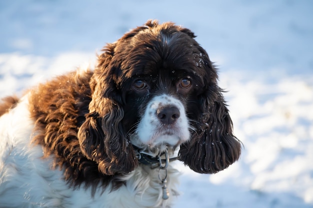 Premium Photo | Springer and cocker spaniel dog muzzle in snow portrait