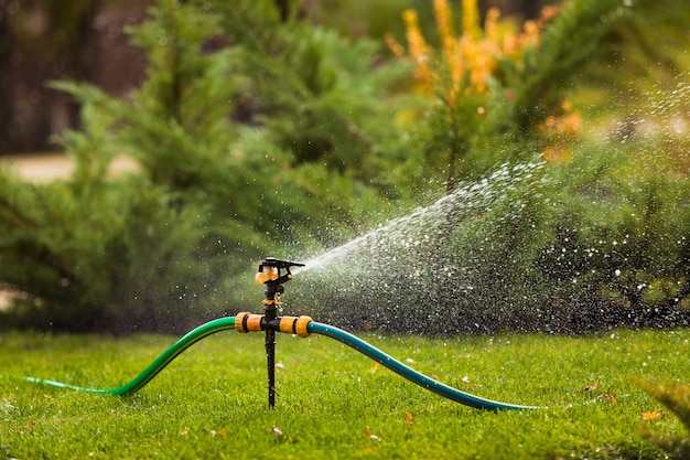 Premium Photo | Sprinkle on a green lawn