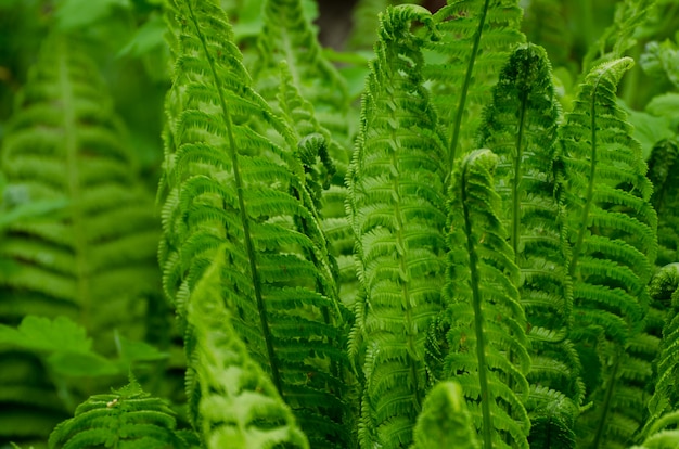 Premium Photo | Sprouts of fern. summer green foliage