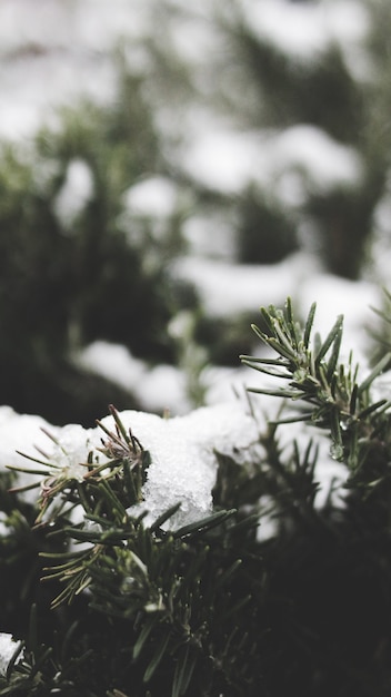 冬に雪に覆われたトウヒの木の枝 無料の写真
