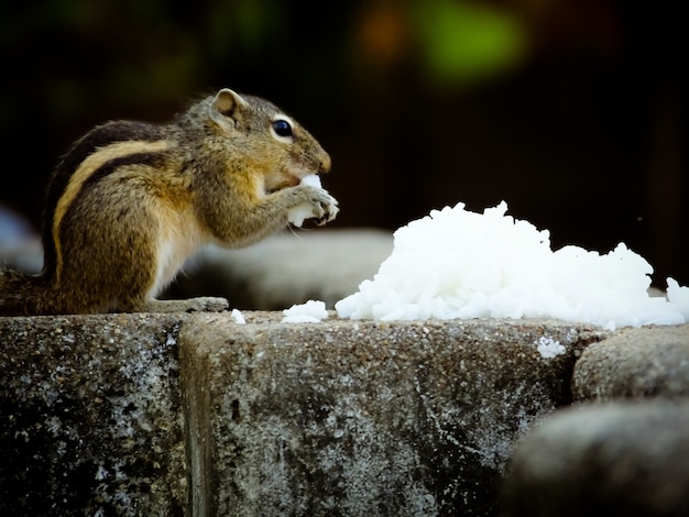 Free Photo | Squirrel_eating_food