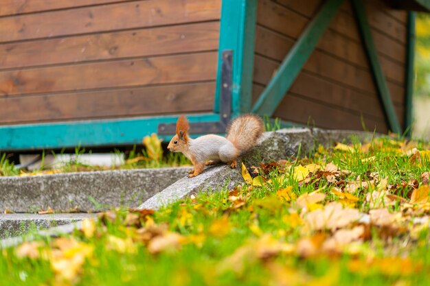 リスは都市公園で秋の紅葉の中から食べ物を探しています プレミアム写真