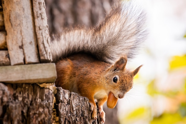 Premium Photo | Squirrel sits on tree branch and gnaws an acorn in ...