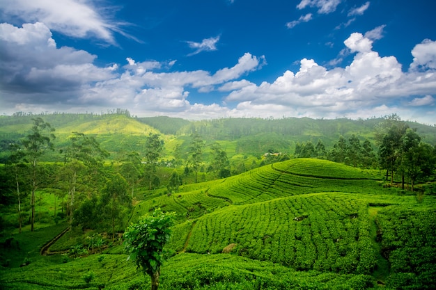 Premium Photo | Sri lanka tea estates at nuwara eliya