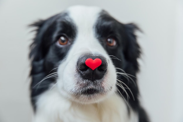 happy valentines day images border collie