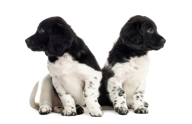 Premium Photo | Stabyhoun puppies ignoring each other isolated on white