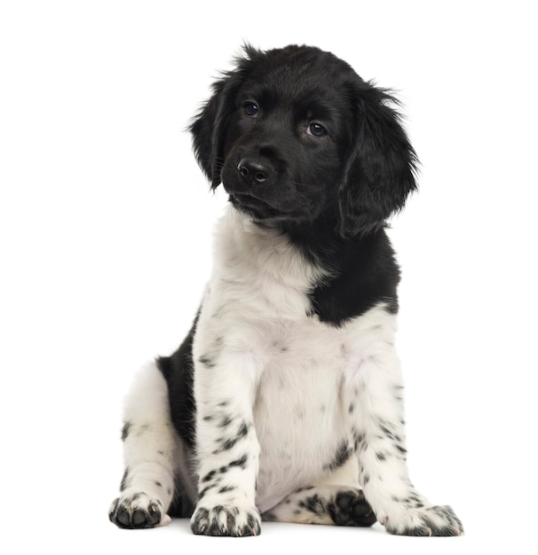 Premium Photo | Stabyhoun puppy sitting isolated on white