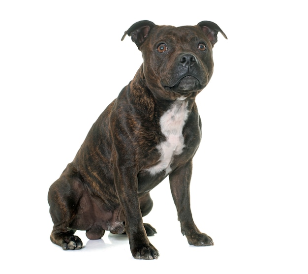 Premium Photo | Stafforshire bull terrier