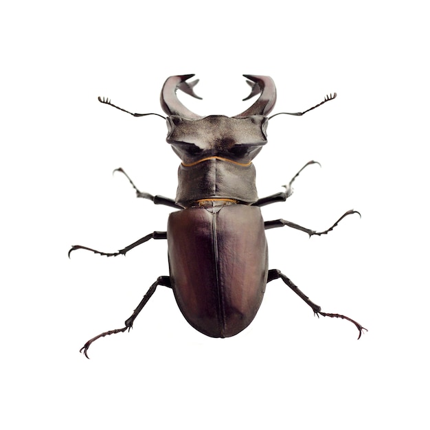 Premium Photo | Stag-beetle closeup isolated on white