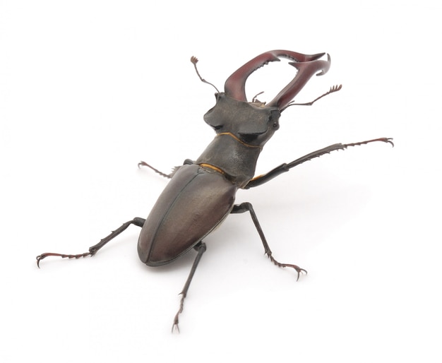 Premium Photo | Stag beetle isolated