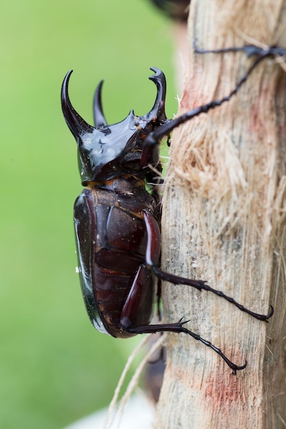 Premium Photo | Stag beetle on the tree.