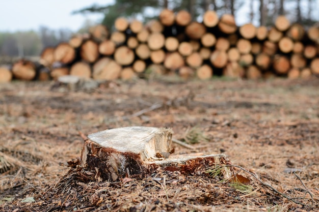 Deforestation and global warming. Global warming deforestation.