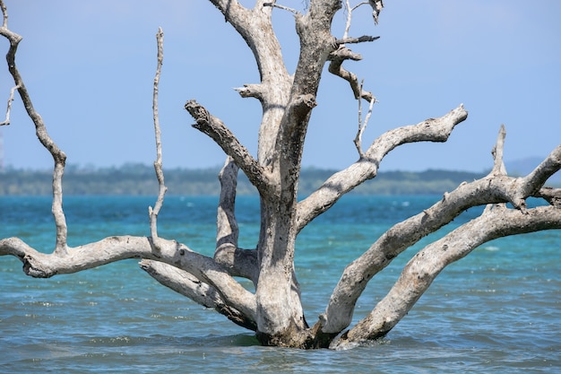 Standing dead trees that died after sea level rise from
