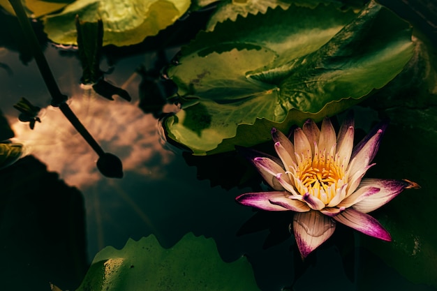池のスターロータス花 無料の写真