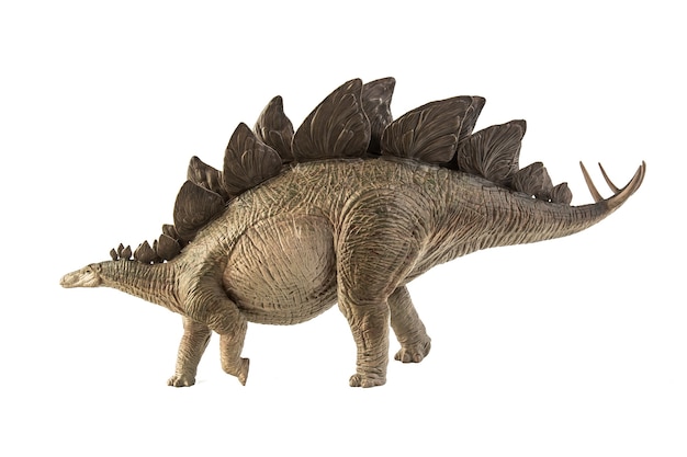 Premium Photo | Stegosaurus dinosaur on white background