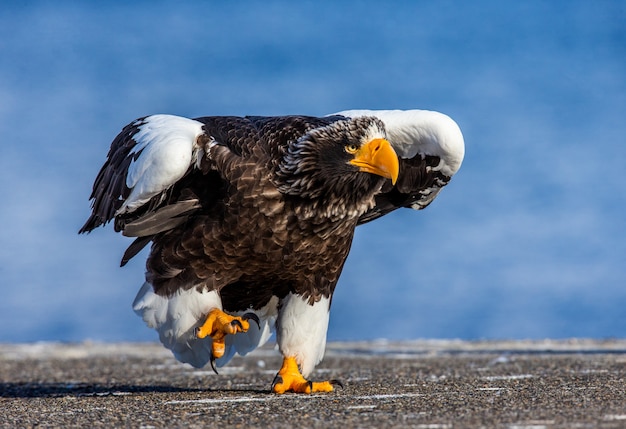 Steller's sea eagle is walking along the pier in the port | Premium Photo