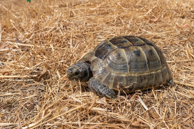 Premium Photo | Steppe mediterranean turtle on dry grass