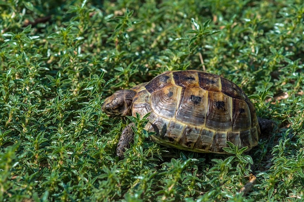 Premium Photo | Steppe mediterranean turtle on grass