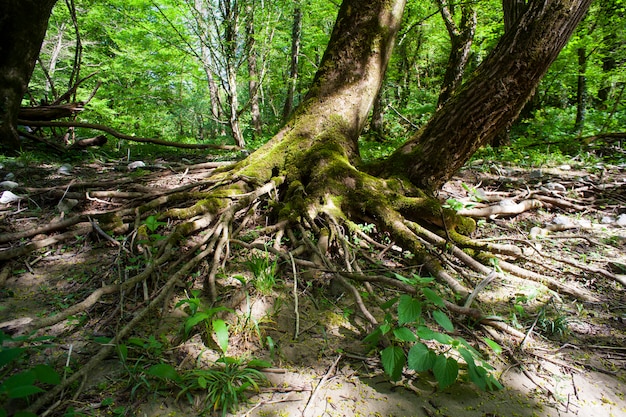 Premium Photo | Stinging nettles under the tree