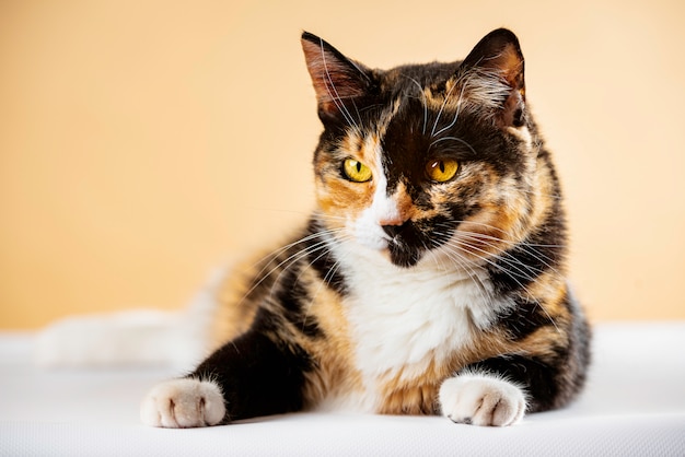 Premium Photo | Stock photography cat lying down resting