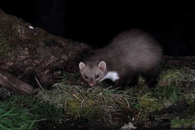 Premium Photo Stone marten in the dark, martes foina, foina, martes