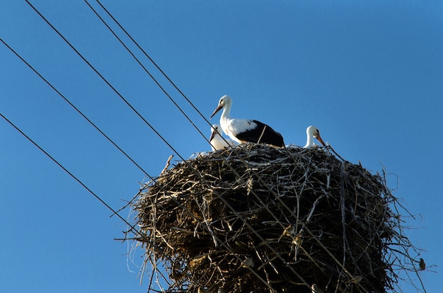 コウノトリが春に巣に戻る プレミアム写真