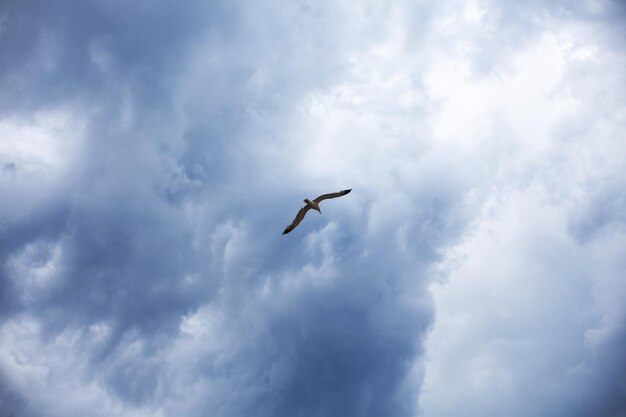 Premium Photo | The stormy sky, the white seagull under the thunderclouds