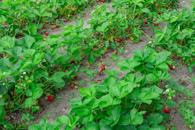 Premium Photo | Strawberry plantation in the vegetable garden in the ...