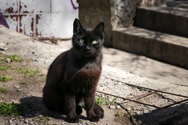 野良猫が裏庭に座っています 緑の目を持つ神秘的な黒い猫 放棄された場所の深い茶色の猫 プレミアム写真