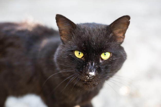 Premium Photo A Stray Black Cat Looks Into The Frame Torn Pet Ear Hungry Street Cat Animal Shelter Veterinary Medicine