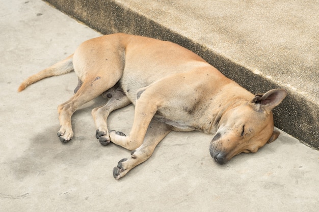 Premium Photo | Street dog is sleeping.