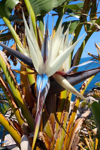 Premium Photo | Strelitzia nicolai. giant white bird of paradise flower