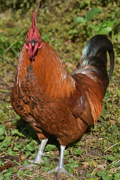 Free Photo | Striking close up look at a free range brown rooster with ...