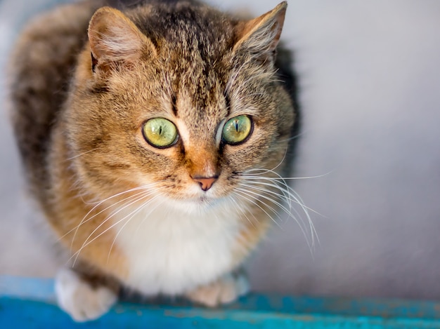 Premium Photo Striped Brown Cat With Expressive Green Eyes Looking Closely In Anticipation Of Prey