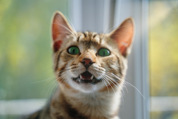 Premium Photo | Striped cat with open mouth looks at camera closeup of ...