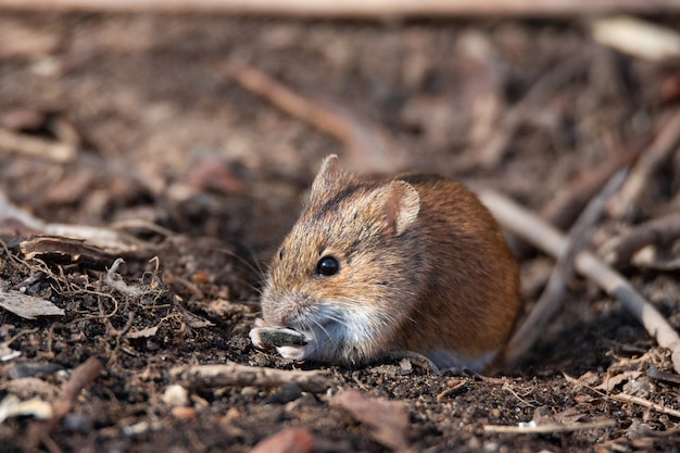 Premium Photo | The striped field mouse