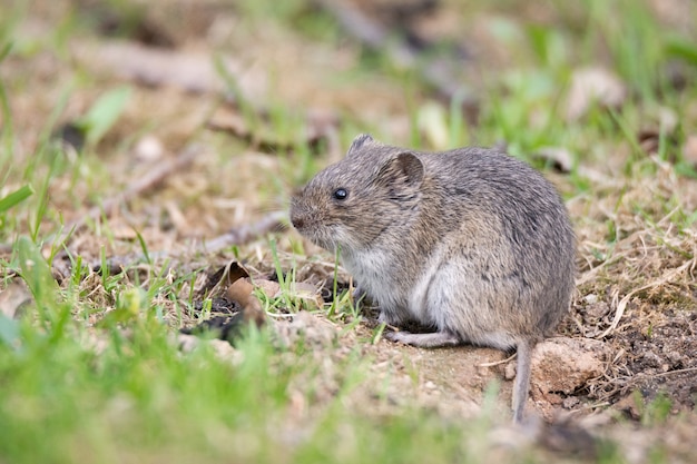 Premium Photo | The striped field mouse