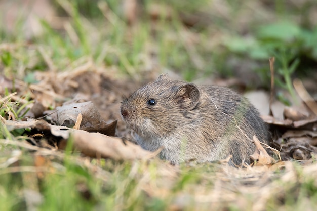 Premium Photo | The striped field mouse