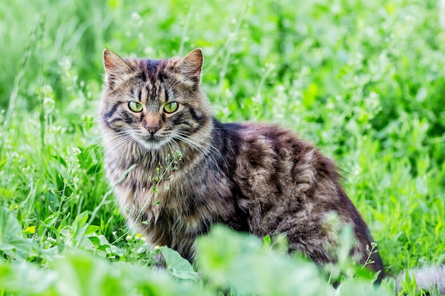 Premium Photo | A striped, fluffy cat with green eyes sitting on the grass