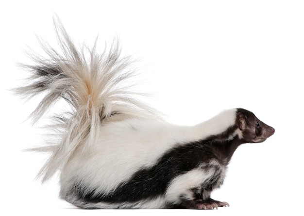 Premium Photo | Striped skunk, mephitis mephitis standing on white isolated