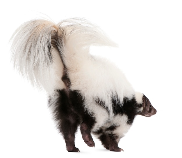 Premium Photo | Striped skunk, mephitis mephitis standing on white isolated