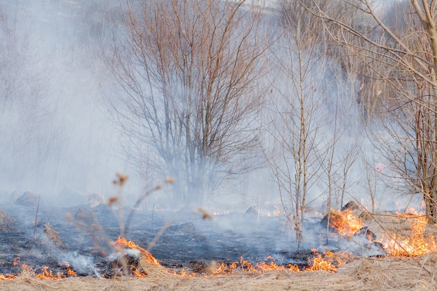 Premium Photo | A strong fire spreads in gusts of wind through dry ...