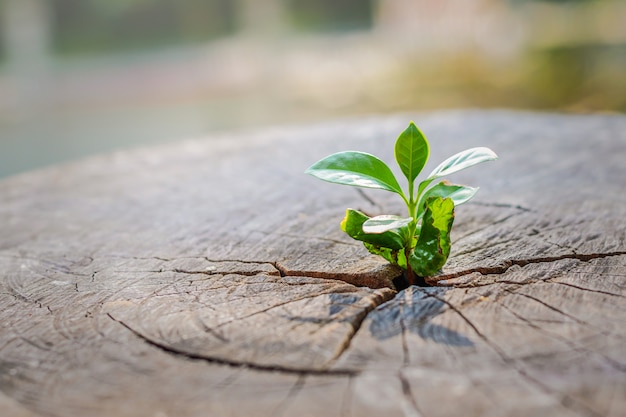 A strong seedling growing in the center trunk of cut stumps tree new life Premium Photo